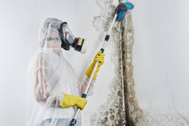 Best Toxic Mold Removal  in Fort Scott, KS