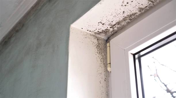 Best Mold Testing  in Fort Scott, KS