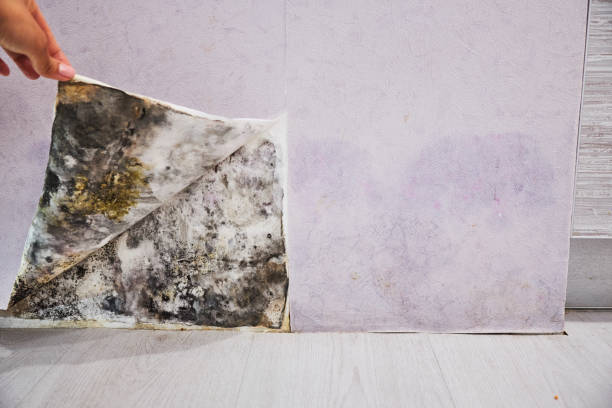 Best Fast Mold Removal  in Fort Scott, KS
